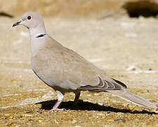 Eurasian Collared Dove