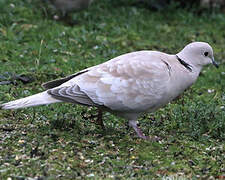 Eurasian Collared Dove