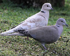 Eurasian Collared Dove