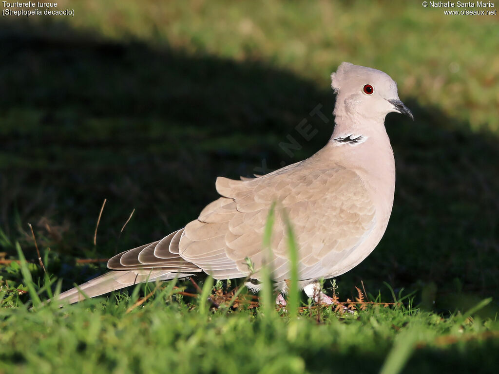 Eurasian Collared Doveadult, identification, aspect, walking