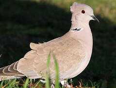 Eurasian Collared Dove