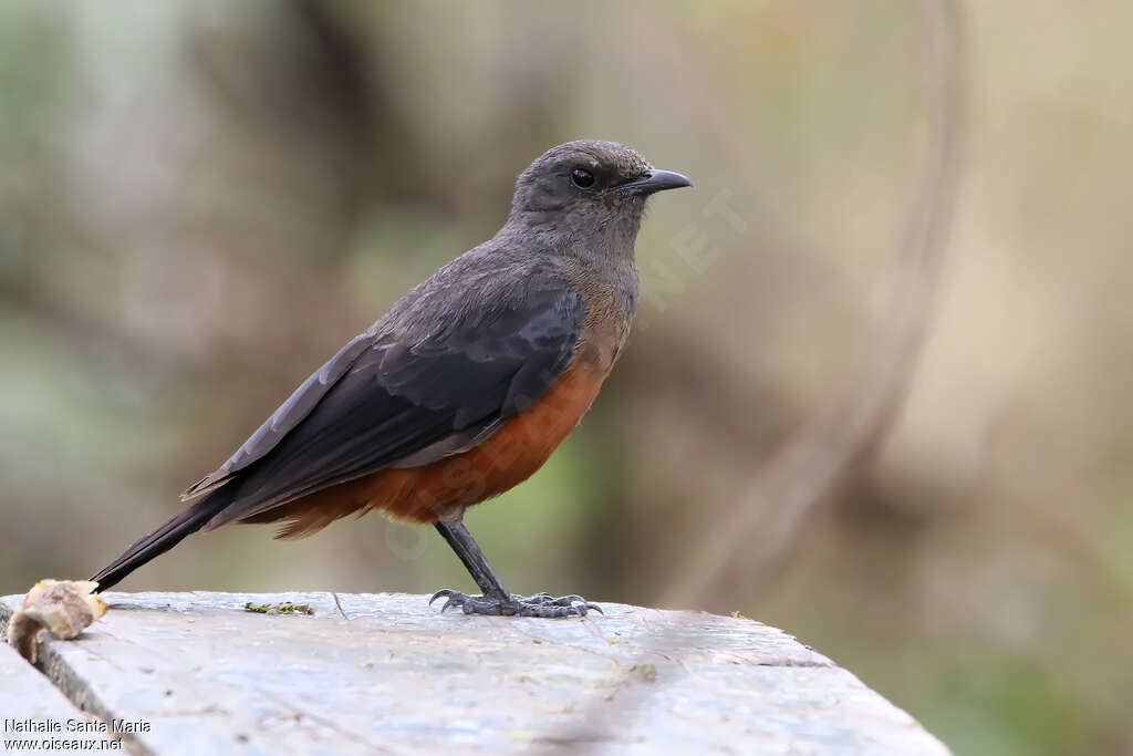 Mocking Cliff Chat female adult, identification