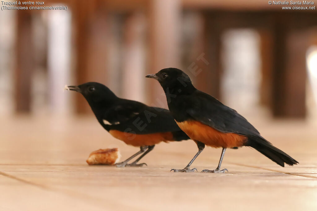 Mocking Cliff Chat male adult