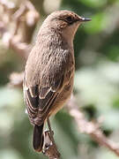 Moorland Chat