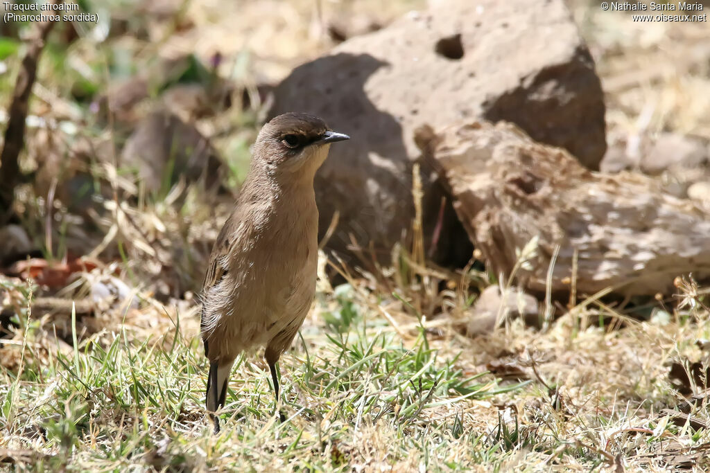 Traquet afroalpinadulte, identification, habitat