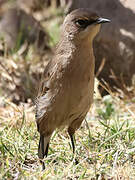 Moorland Chat