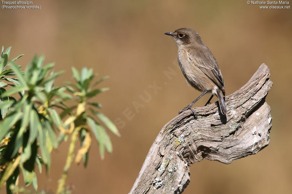 Traquet afroalpinadulte, identification, habitat