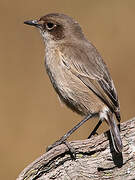 Moorland Chat