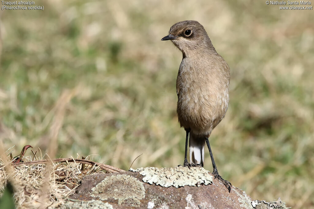 Traquet afroalpinadulte, identification, habitat