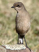 Moorland Chat