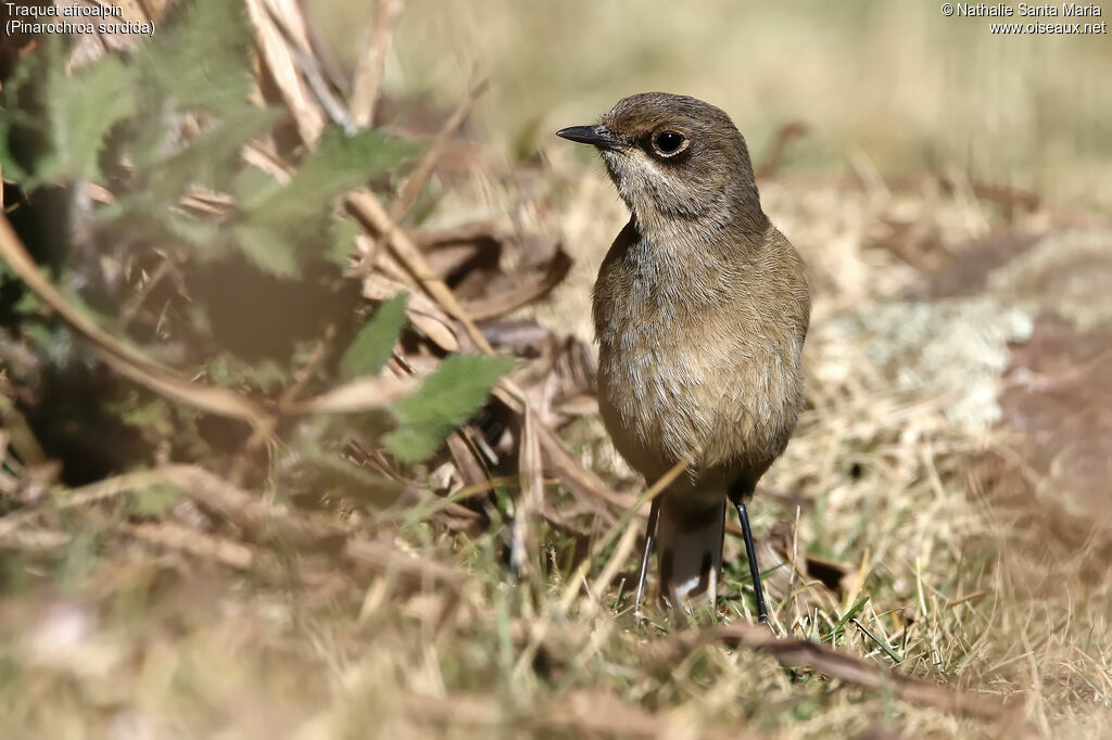 Traquet afroalpinadulte, identification, habitat