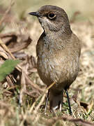 Moorland Chat