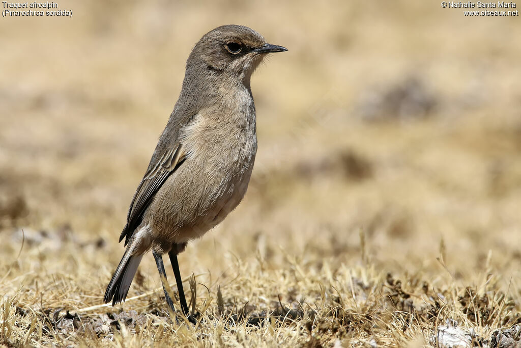 Moorland Chatadult, identification, habitat