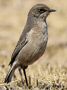 Moorland Chat