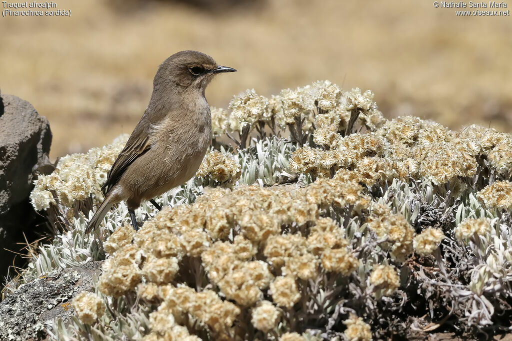 Traquet afroalpinadulte, identification, habitat