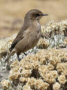 Moorland Chat