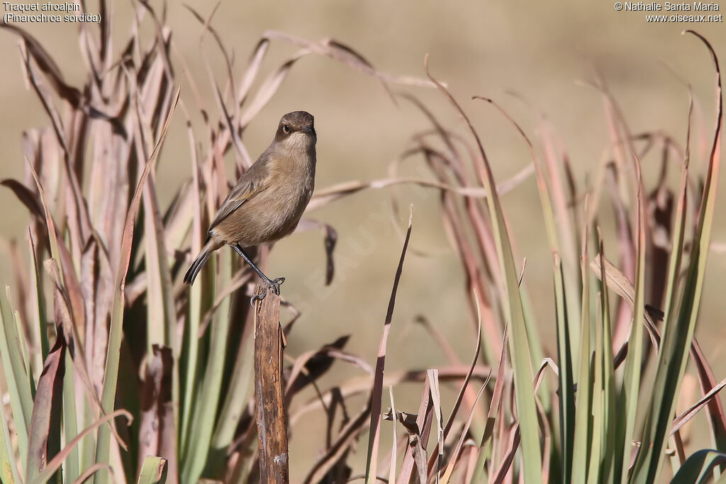 Traquet afroalpinadulte, habitat