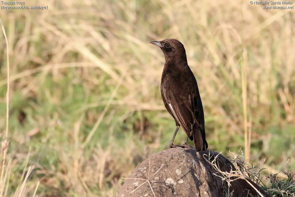 Traquet brunadulte, identification, habitat, Comportement