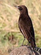 Anteater Chat