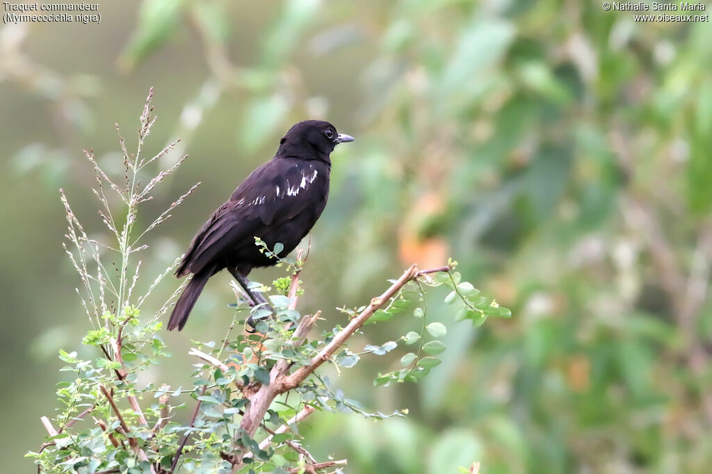 Sooty Chatadult, identification, habitat, Behaviour