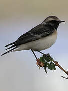 Cyprus Wheatear