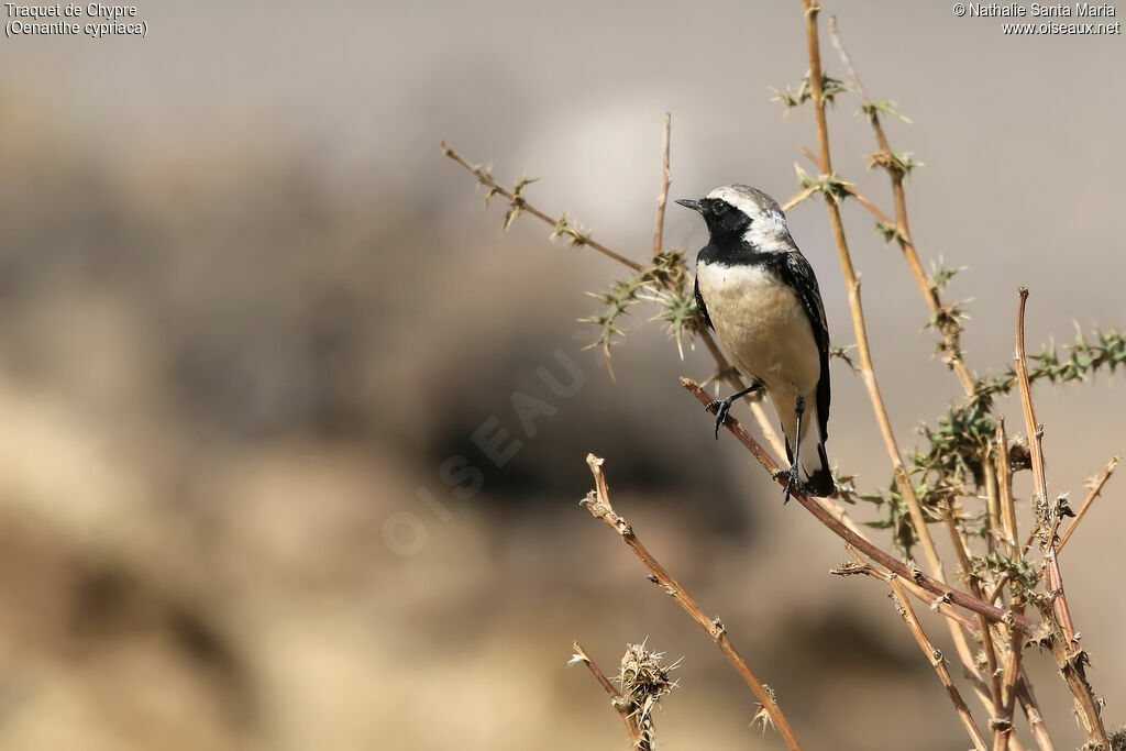 Cyprus Wheatear male adult, identification