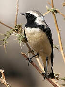 Cyprus Wheatear