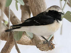 Cyprus Wheatear