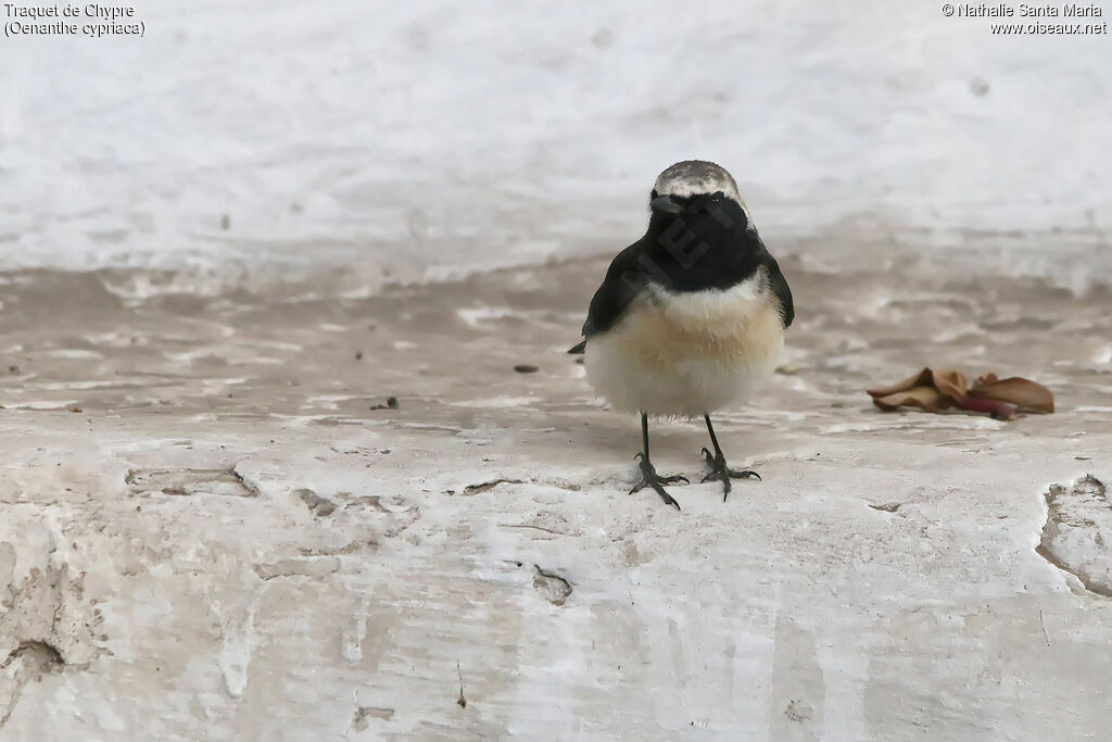 Traquet de Chypre mâle adulte, identification