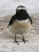 Cyprus Wheatear