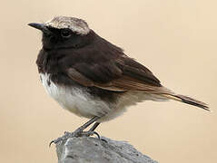 Abyssinian Wheatear