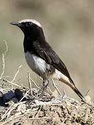 Abyssinian Wheatear