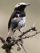 Abyssinian Wheatear