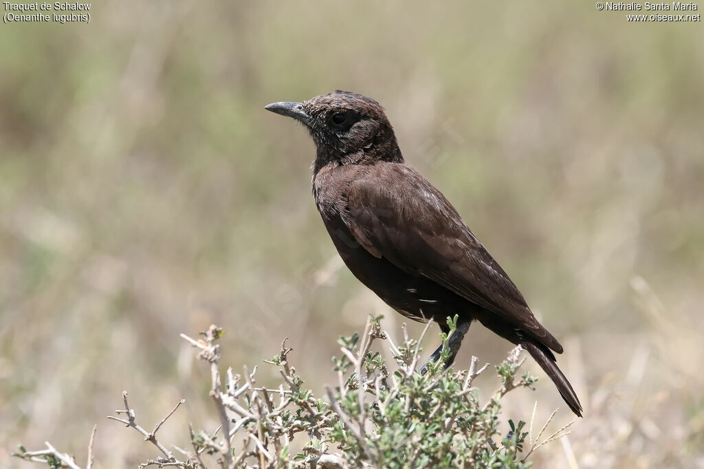 Abyssinian Wheatearimmature, identification, habitat