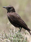 Abyssinian Wheatear