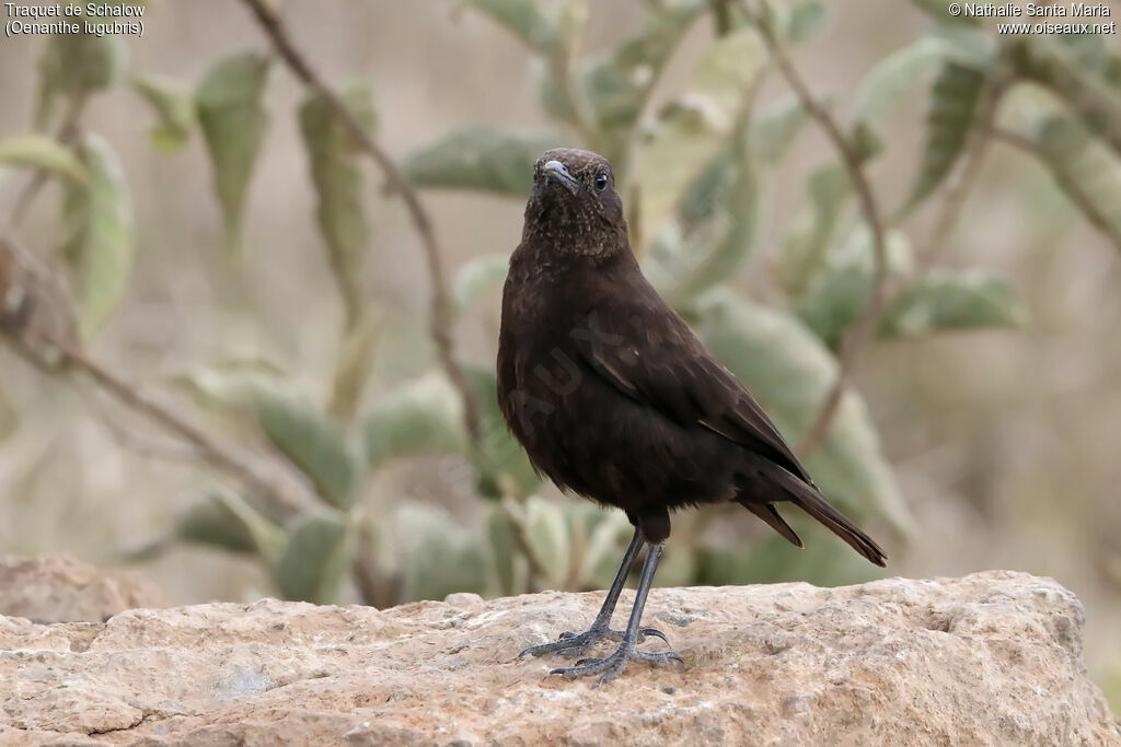 Abyssinian Wheatearjuvenile, identification, habitat