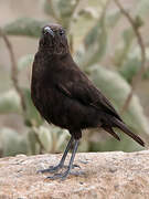 Abyssinian Wheatear