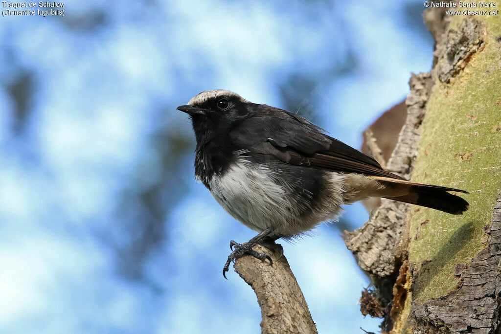 Traquet de Schalow mâle adulte, identification