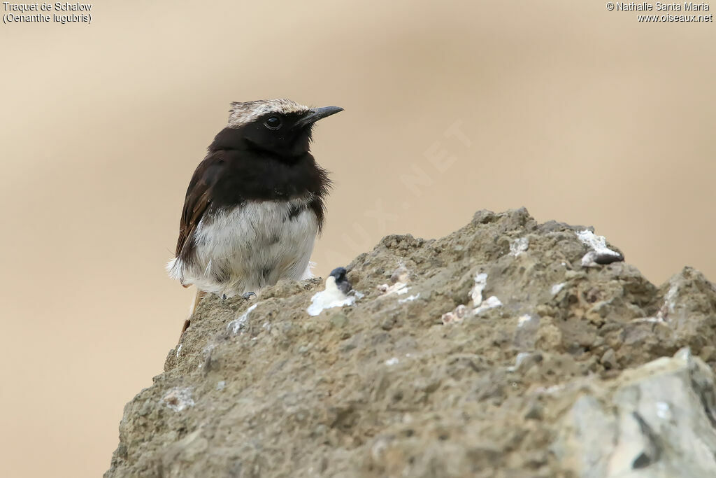 Abyssinian Wheatearadult, identification, habitat