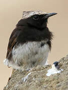 Abyssinian Wheatear