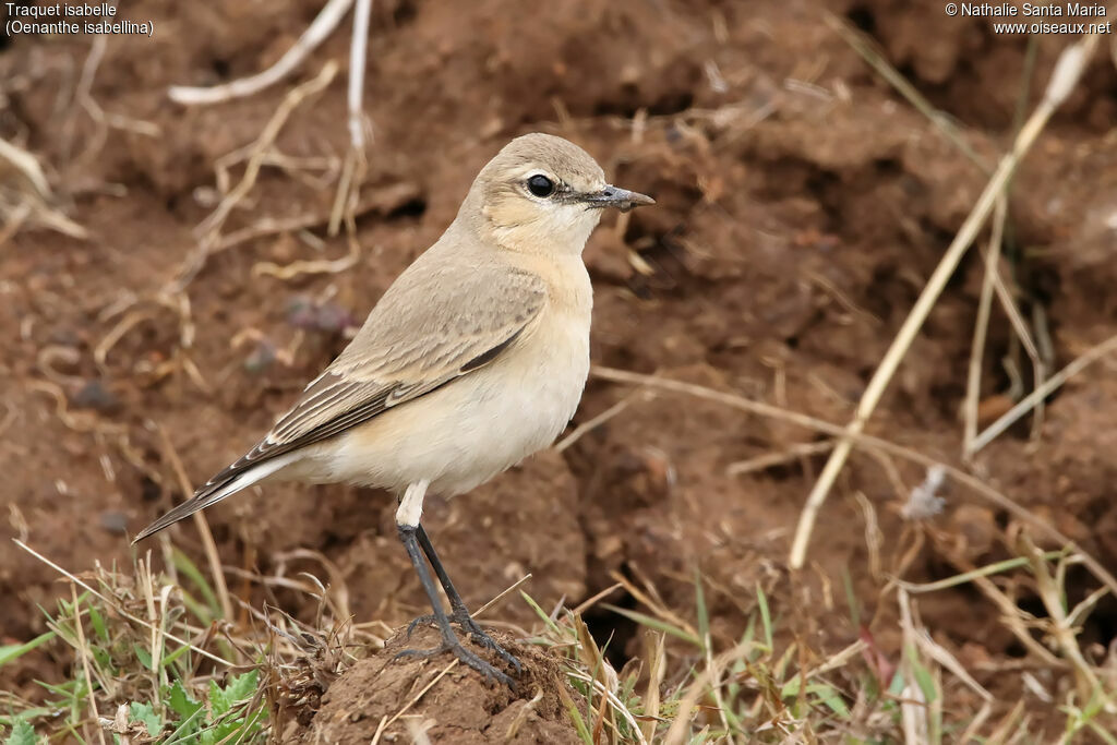 Isabelline Wheatearadult, identification, habitat