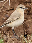 Isabelline Wheatear