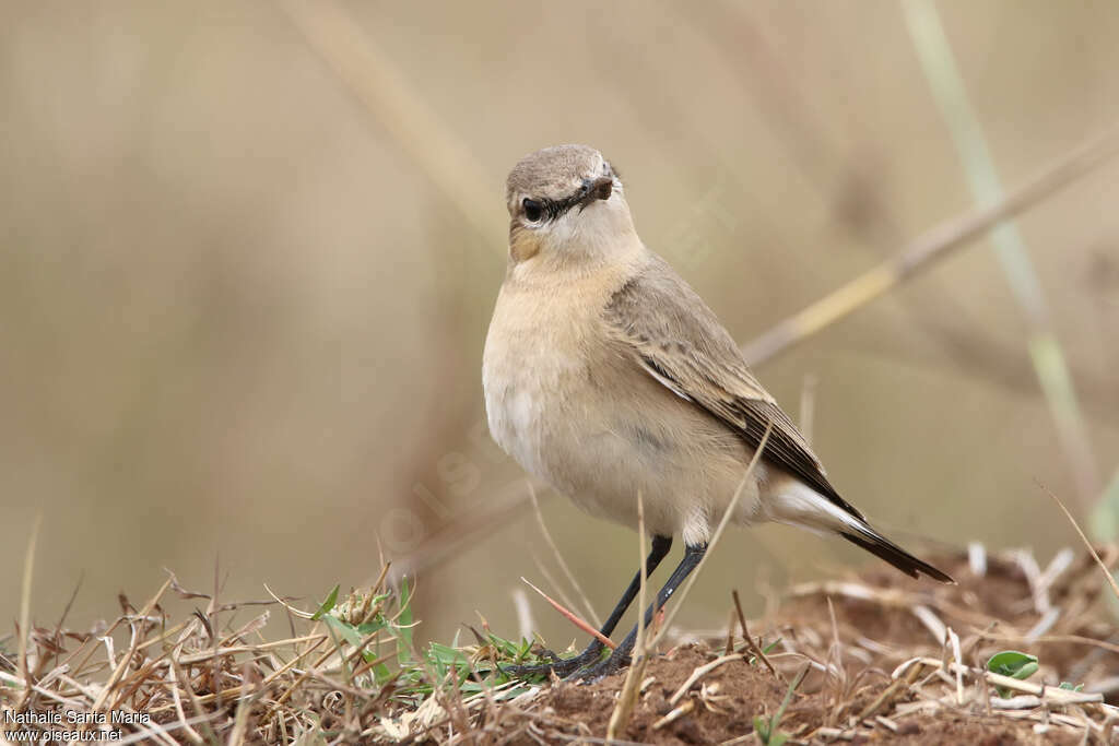 Isabelline Wheatearadult, close-up portrait