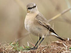 Isabelline Wheatear