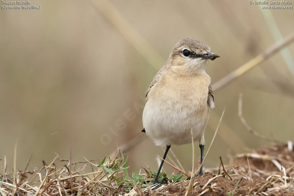 Isabelline Wheatearadult, identification, habitat