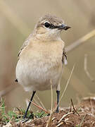 Isabelline Wheatear