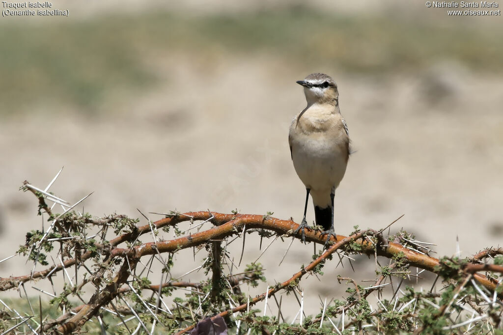 Traquet isabelleadulte, identification, habitat