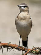 Isabelline Wheatear