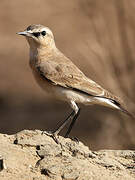 Isabelline Wheatear