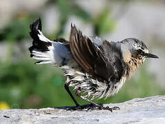 Northern Wheatear